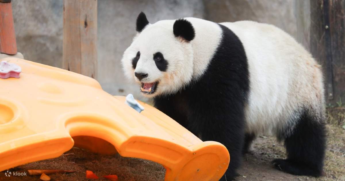 Shanghai animal park. Шанхай парк. Шанхай парк с манго. Shanghai animal park. Шанхай wild animal зоопарк.