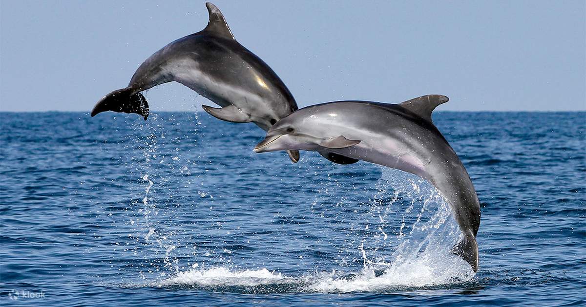 Those are dolphins. Дельфин-Афалина. Дельфины афалины. Черноморская Афалина. Дельфины афалины черного моря