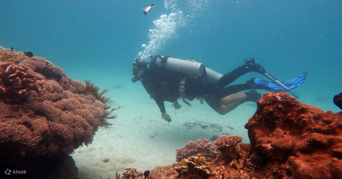 diving tour at menjangan island