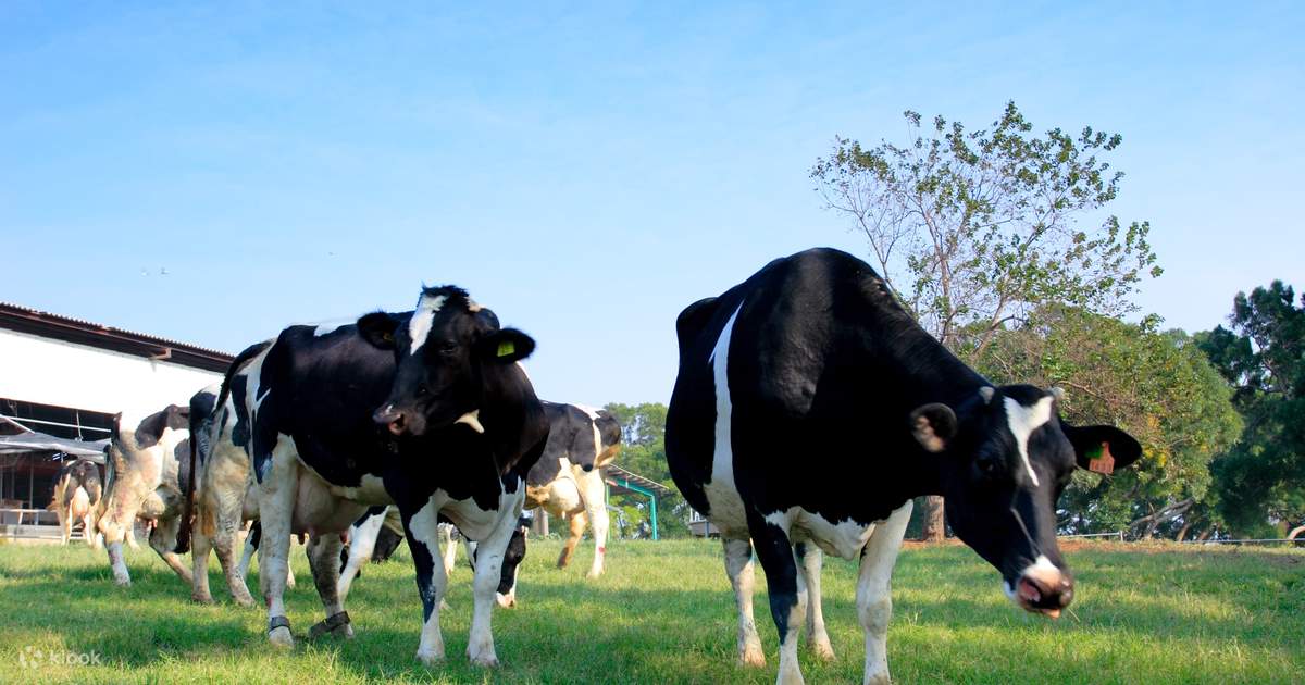 Four Ways Ranch Ticket and Experience in Miaoli - Klook India