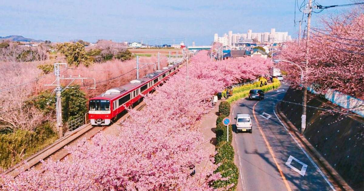 Tour Ngắm Hoa Anh Đào Miura Kaigan và Xe Buýt Gạch Đỏ Yokohama từ Tokyo - Klook Việt Nam