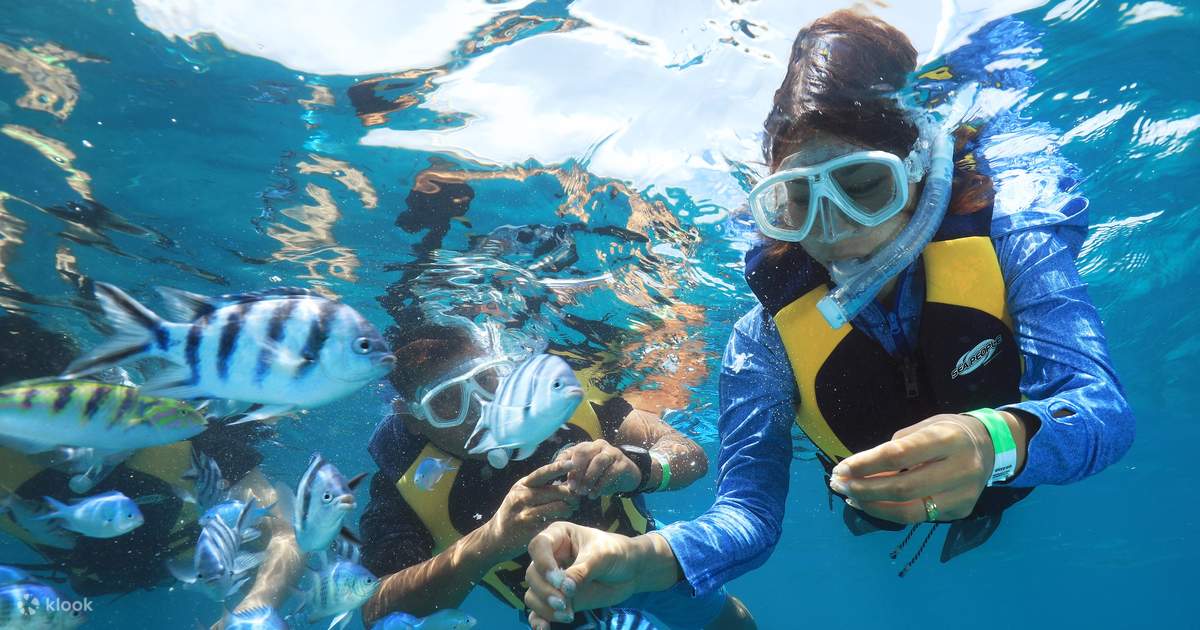 Parasailing and Snorkeling Tour di Okinawa Keberangkatan dari Nago - Klook  Indonesia