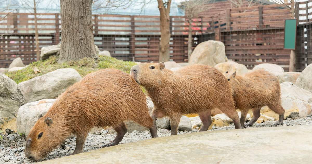 Yilan Animal Farm, Lanyang Museum Luodong Night Market Day Tour Klook  Philippines