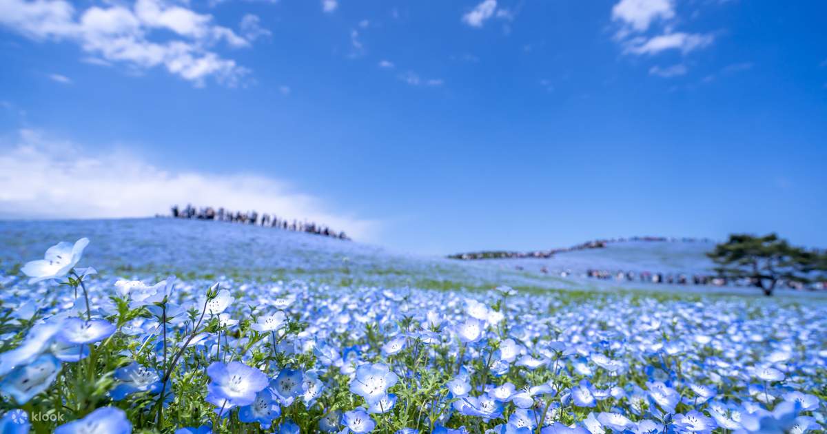 花の饗宴デイツアー｜ひたち海浜公園のネモフィラの絶景とあしか
