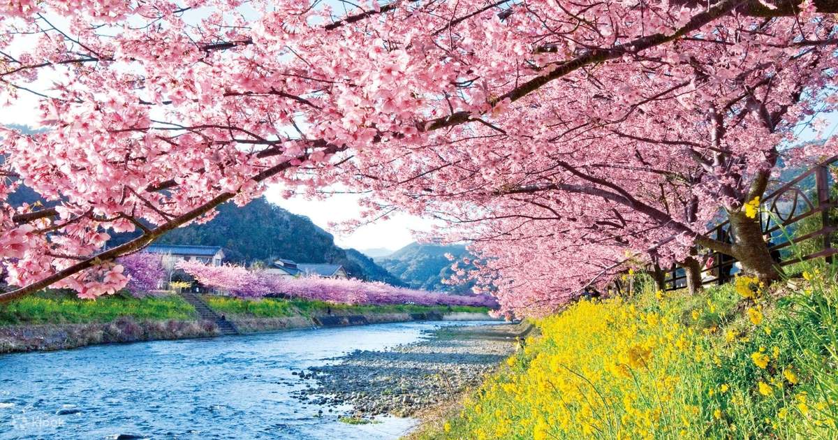 [Chuyến tham quan trong ngày ngắm hoa anh đào Shizuoka] Đài quan sát tuyệt  đẹp của Izu Kawazu Sakura & Núi Phú Sĩ "Công viên toàn cảnh Izu" và tất cả  ...