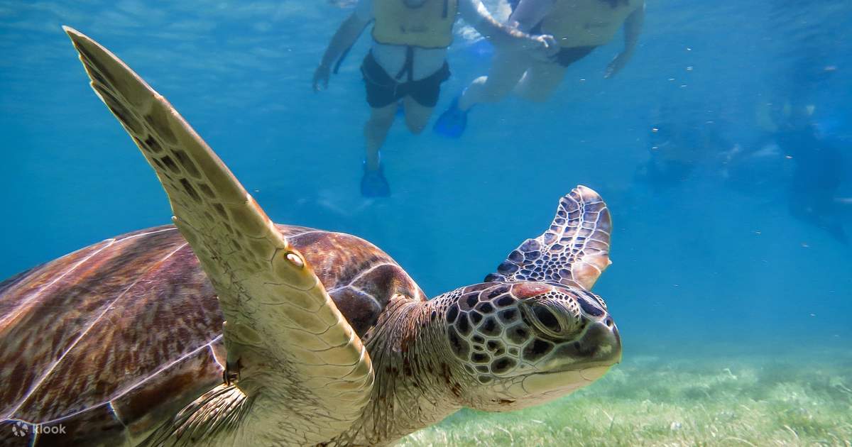 Turtle Snorkeling and Cenote Zipline Rappel Adventure in Cancun - Klook