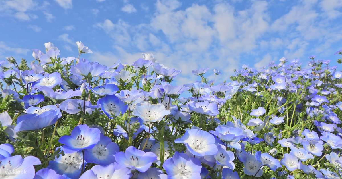 Osaka Maishima Seaside Park “Nemophila Festival” Ticket - Klook