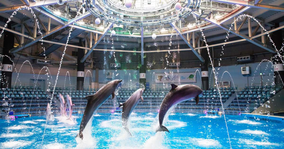 360度夢幻海豚表演- 東京品川Epson 水族館優惠門票( Aqua Park) - Klook 客路