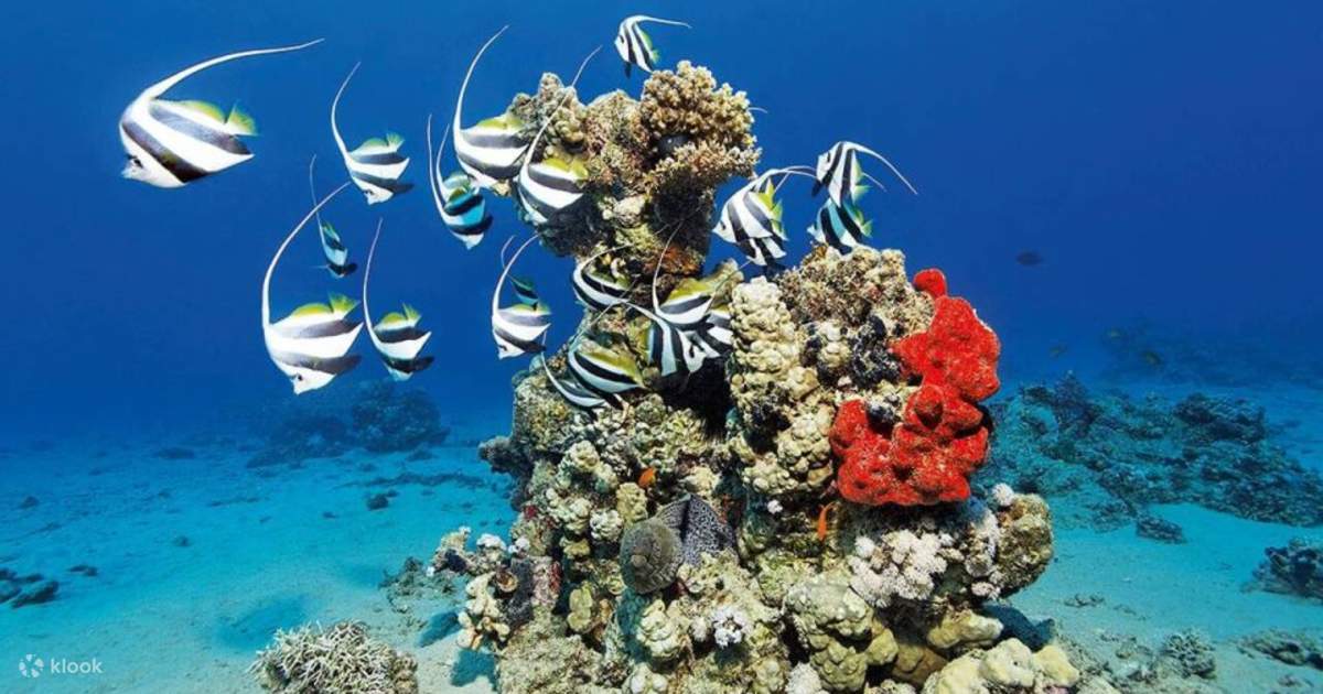 Esplora le meraviglie di Marsa Alam con un'escursione di snorkeling alle  isole di Hamata con pranzo incluso - Klook Stati Uniti