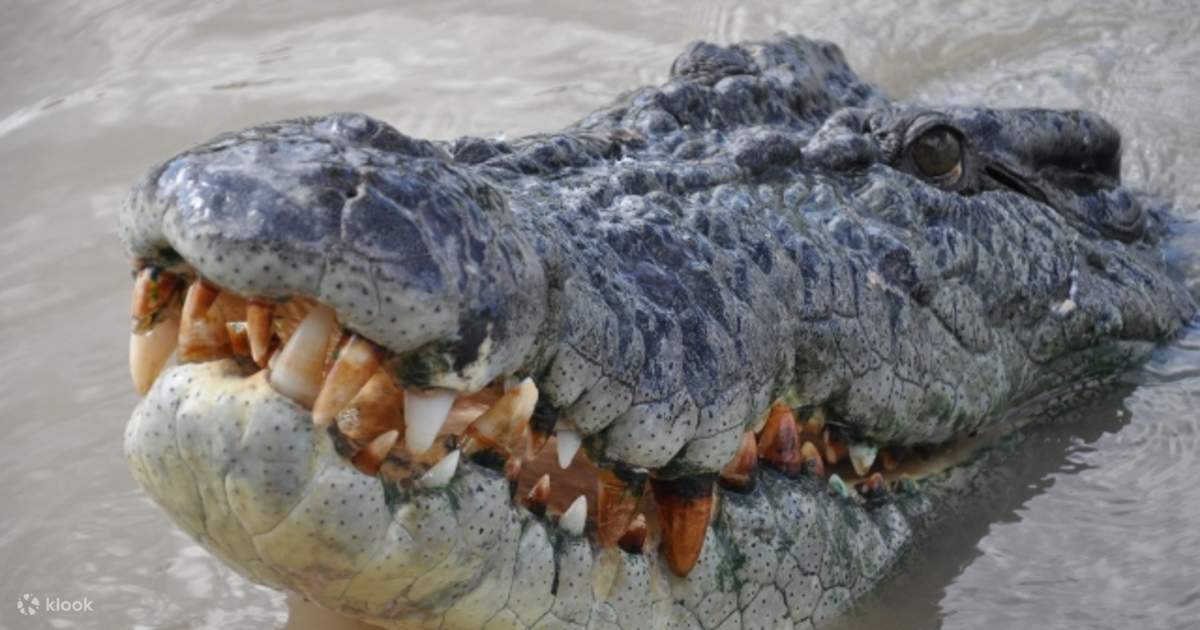 Jumping Crocodile Adventure Cruise with Lunch Klook