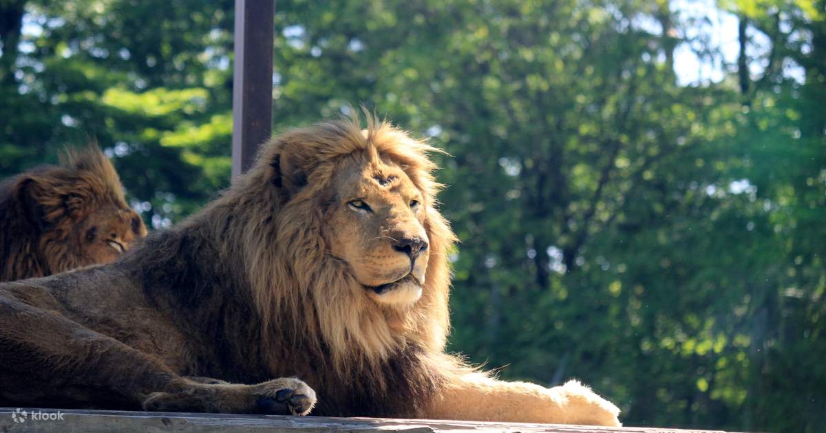 Book for the tickets to Nasu Safari Park on KLOOK and get a ...