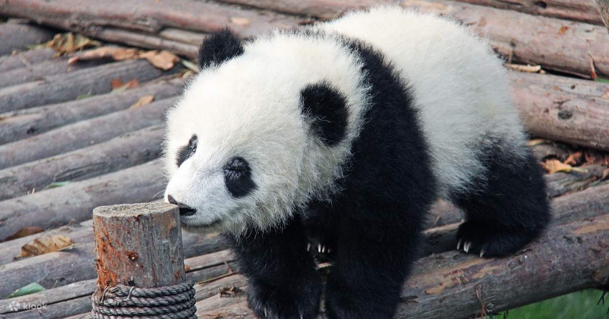 Panda bears down when Giants need him most