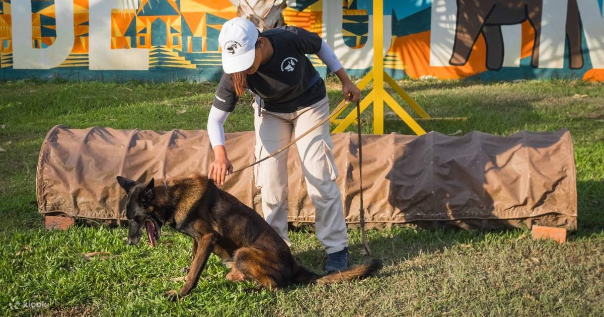NPA Explosive Detection Dog Show Ticket in Siem Reap Klook