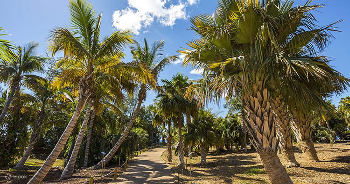 Palmetum Botanical Garden E-Ticket in Santa Cruz de Tenerife - Klook