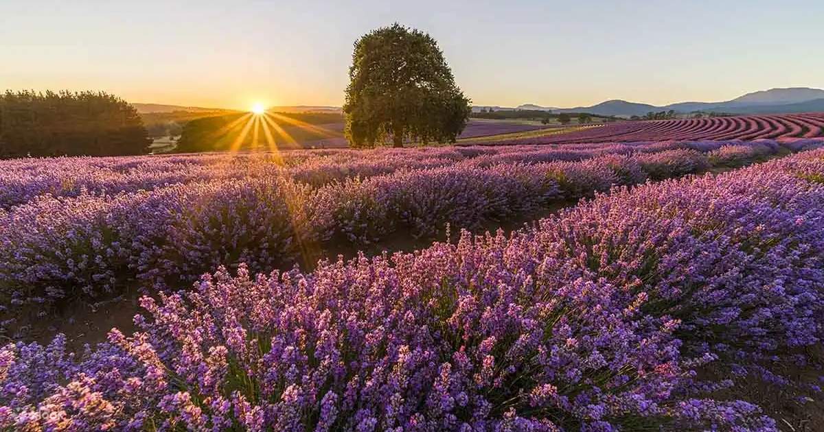 Culinary Lavender  Max Meadows Lavender Farm