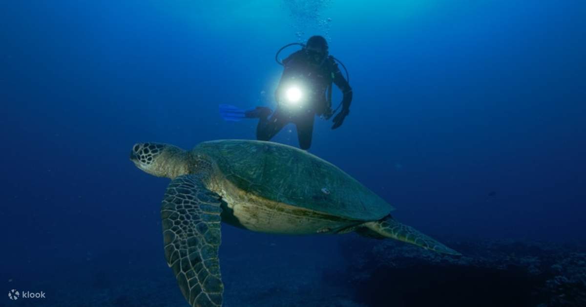 Night Dive Experience in Oahu Klook Philippines