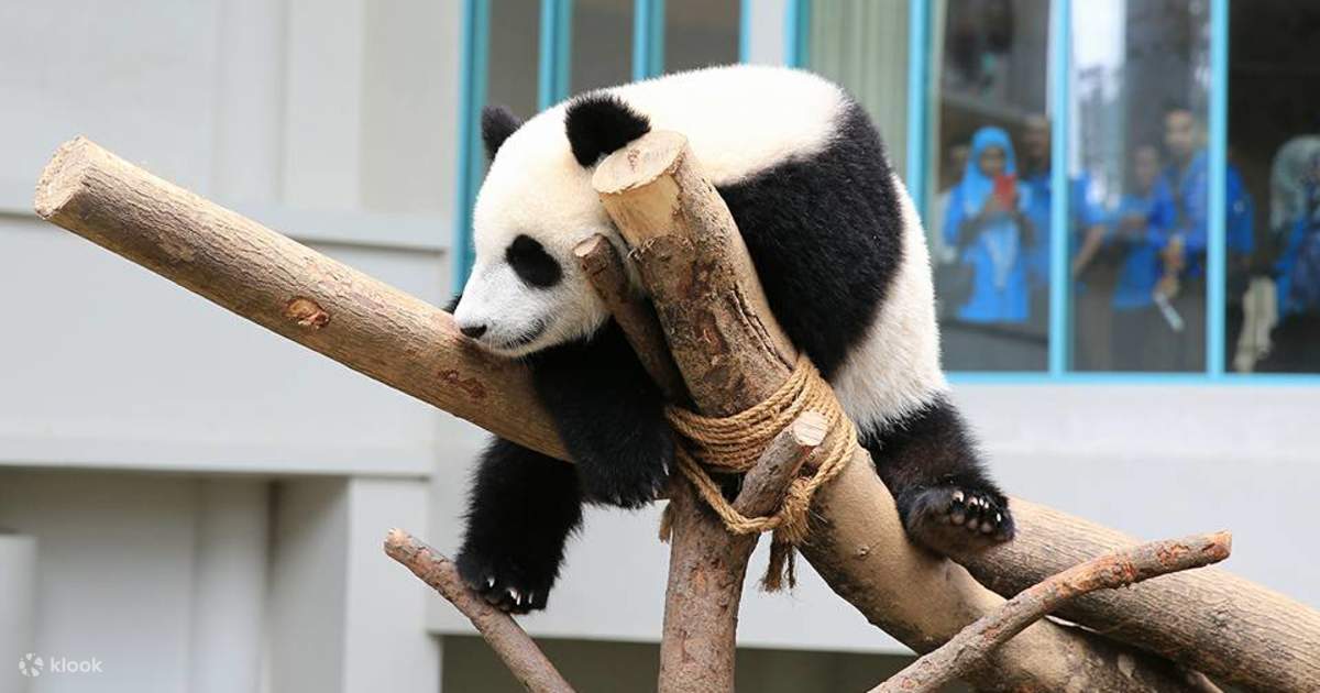Zoo Negara Ticket (National Malaysia Zoo) - Klook Malaysia