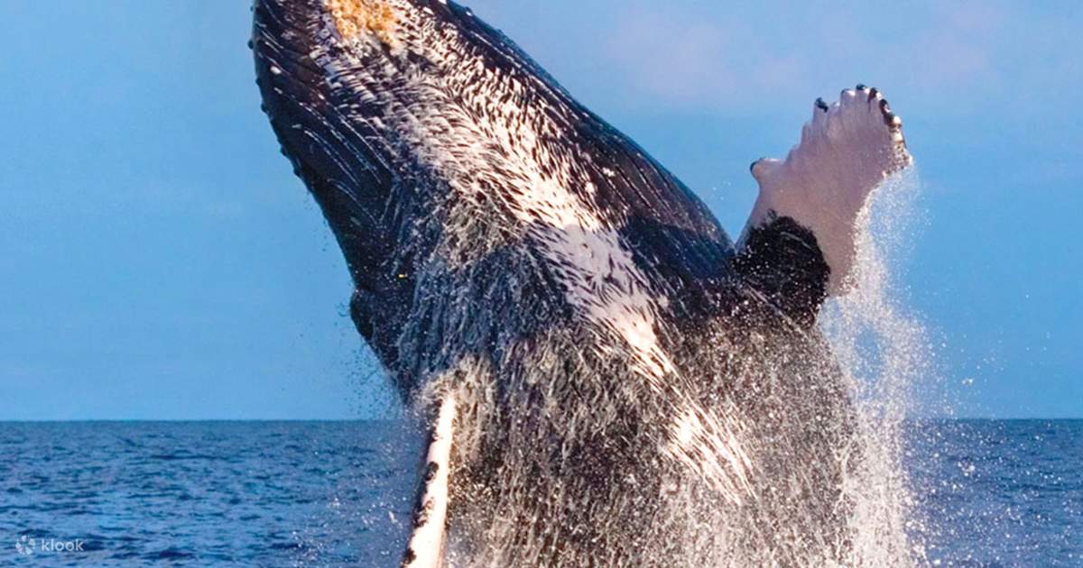 ハワイマウイ島クジラ置物 ハワイマウイ島クジラ置物