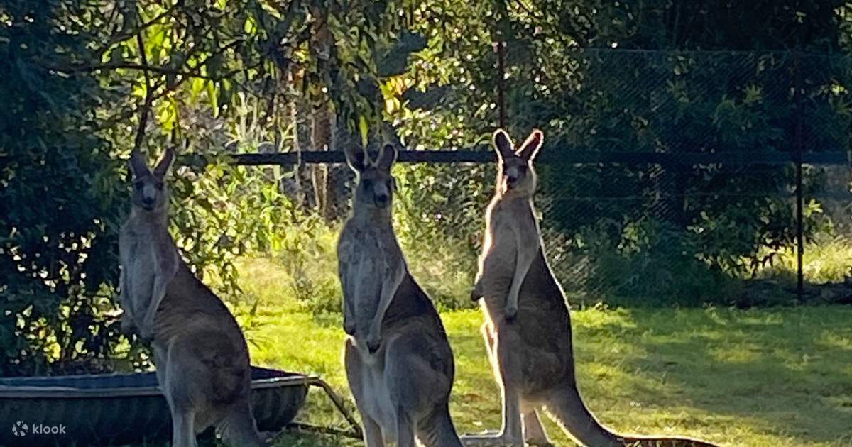 Potoroo Palace Animal Sanctuary Admission Ticket - Klook Australia