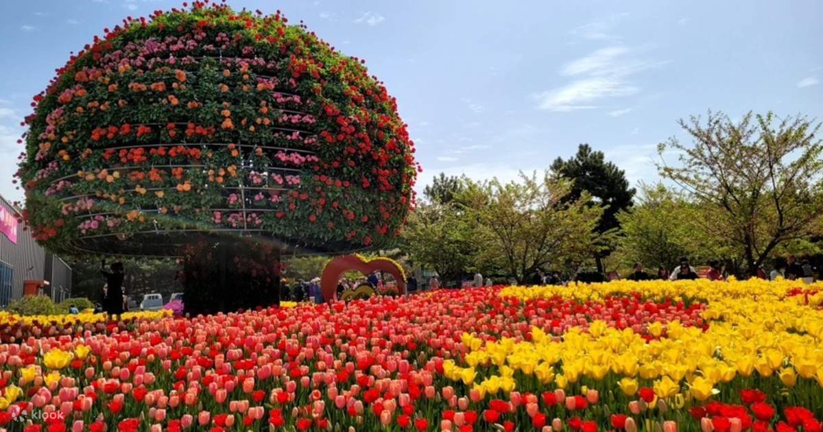 Chungcheongnam-do Taean Flower Park (Tulip&Cherry Blossom Festival ...