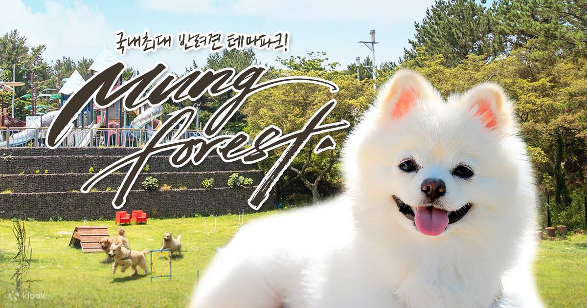 제주 멍포레스트 애견카페 입장권 - 클룩 Klook 한국