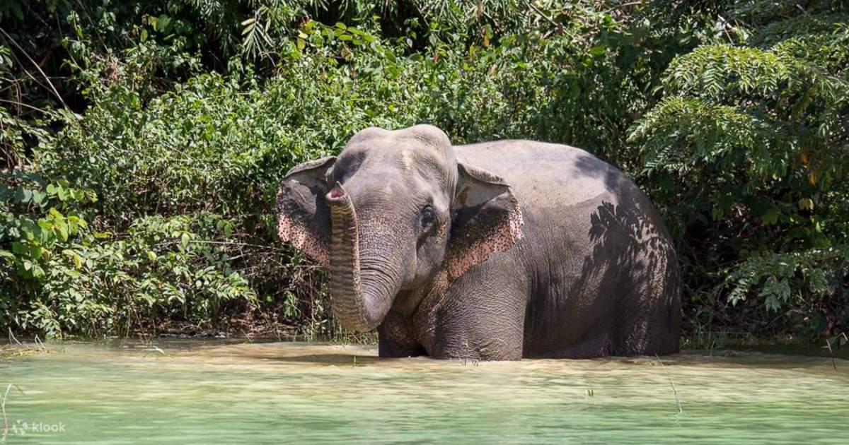 Elephant Experience in Khao Sok, Koh Pha Ngan & Surat Thani, Thailand -  Klook