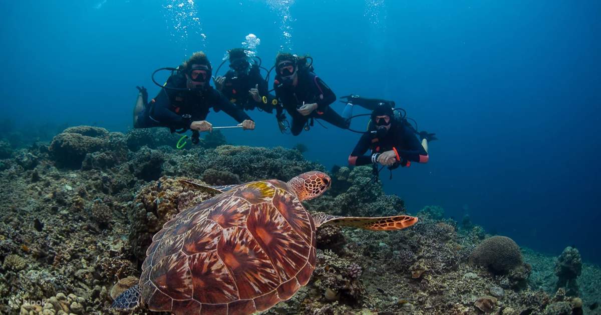 Dive into the depths with PADI Enriched Air Diver - Nitrox in Negros at ...
