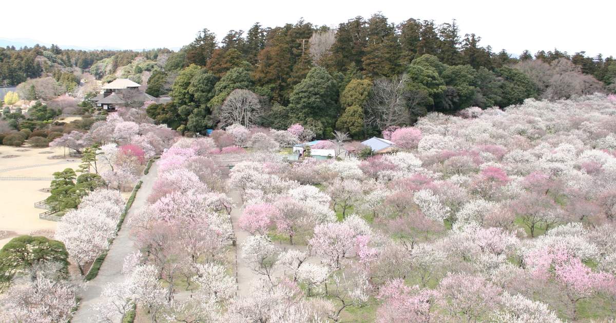 Kairakuen Main Garden Admission Ticket (Ibaraki) - Klook