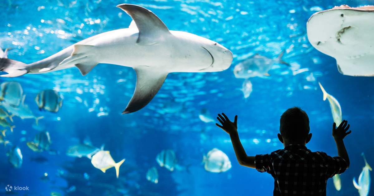 Phillies Excitement Bubbles At Camden's Adventure Aquarium: See Photos