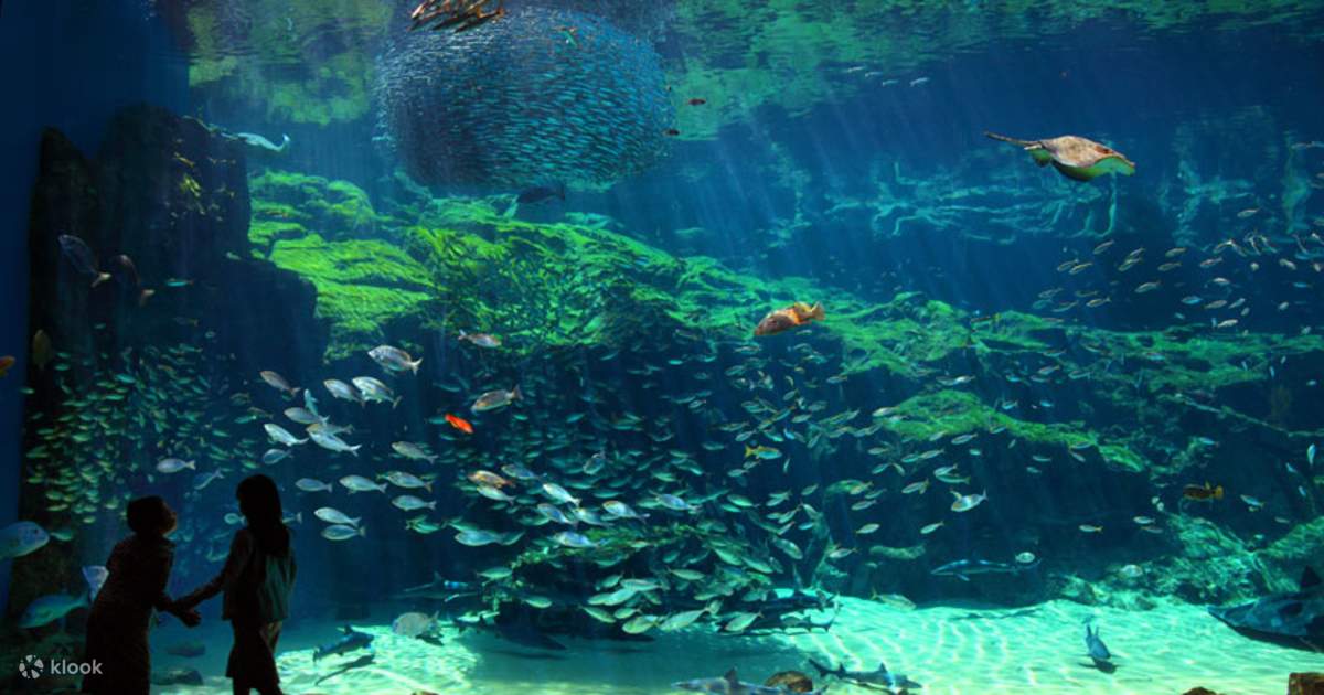 Kujukushima Aquarium Admission Ticket with Optional Pearl Pick Experience  in Nagasaki, Japan - Klook客路