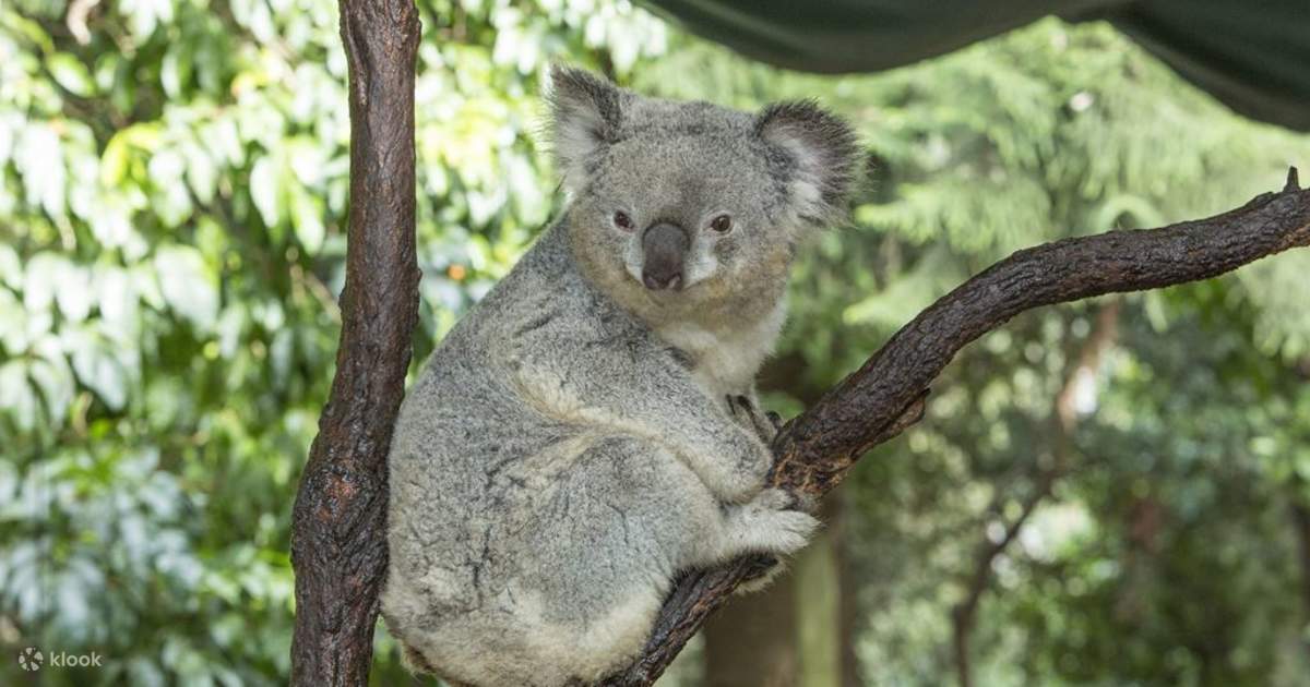 บัตรเข้าศูนย์อนุรักษ์โคอาลา (Koala Park Sanctuary) ในซิดนีย์ - Klook  ประเทศไทย