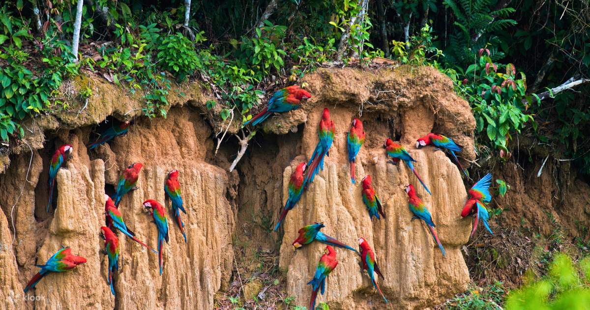 Immerse in Nature: 6 Days Manu Rainforest Tour for Unforgettable Amazon ...