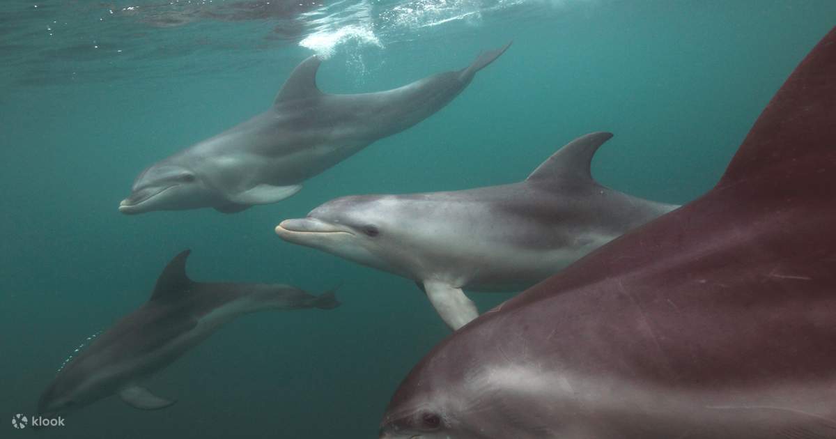 Mornington Peninsula Dolphin and Seal Swim - Klook Australia