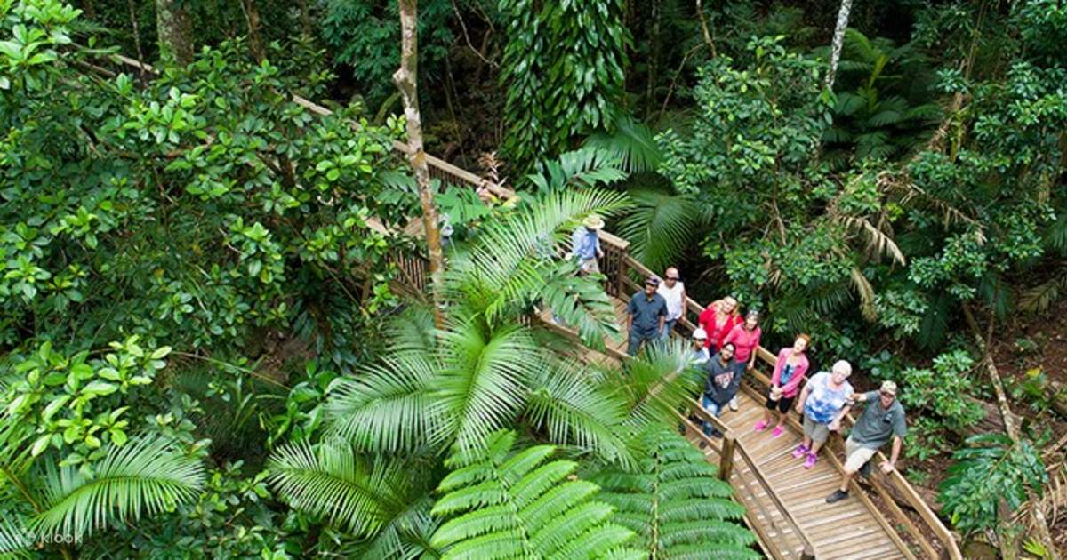 Ganztagestour zum Daintree-Regenwald und Cape Tribulation ab Cairns ...