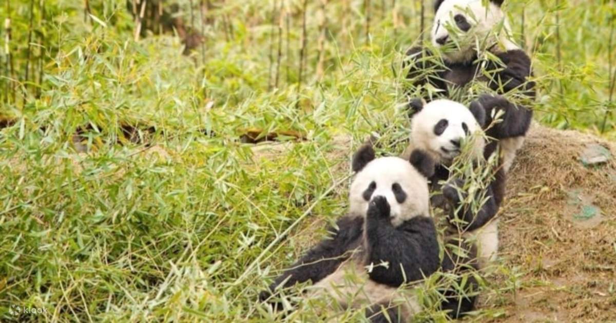 Tour riêng trong ngày theo nhóm tại Thành Đô Panda Base, Tu viện Văn ...