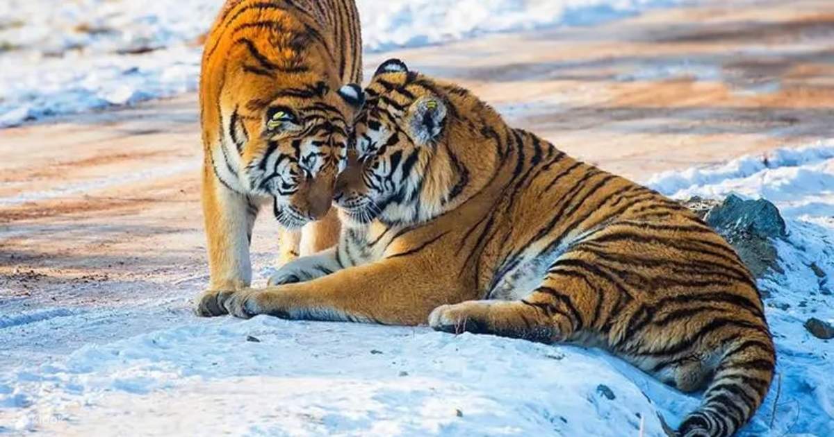 Harbin Ice and Snow Festival, Ice and Snow World, Siberian Tiger Park ...