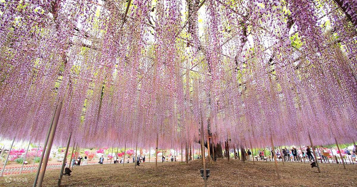 春季限定紫藤花一日遊 足利花卉公園賞紫藤 採草莓吃到飽 佐野premium Outlets一日遊 東京新宿出發 Klook 客路