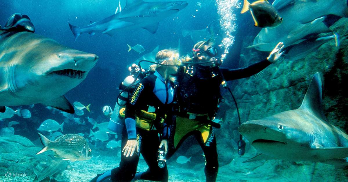水族館　MARINETIME シーライフメルボルン水族館 シャークダイブエクストリーム体験 - Klook