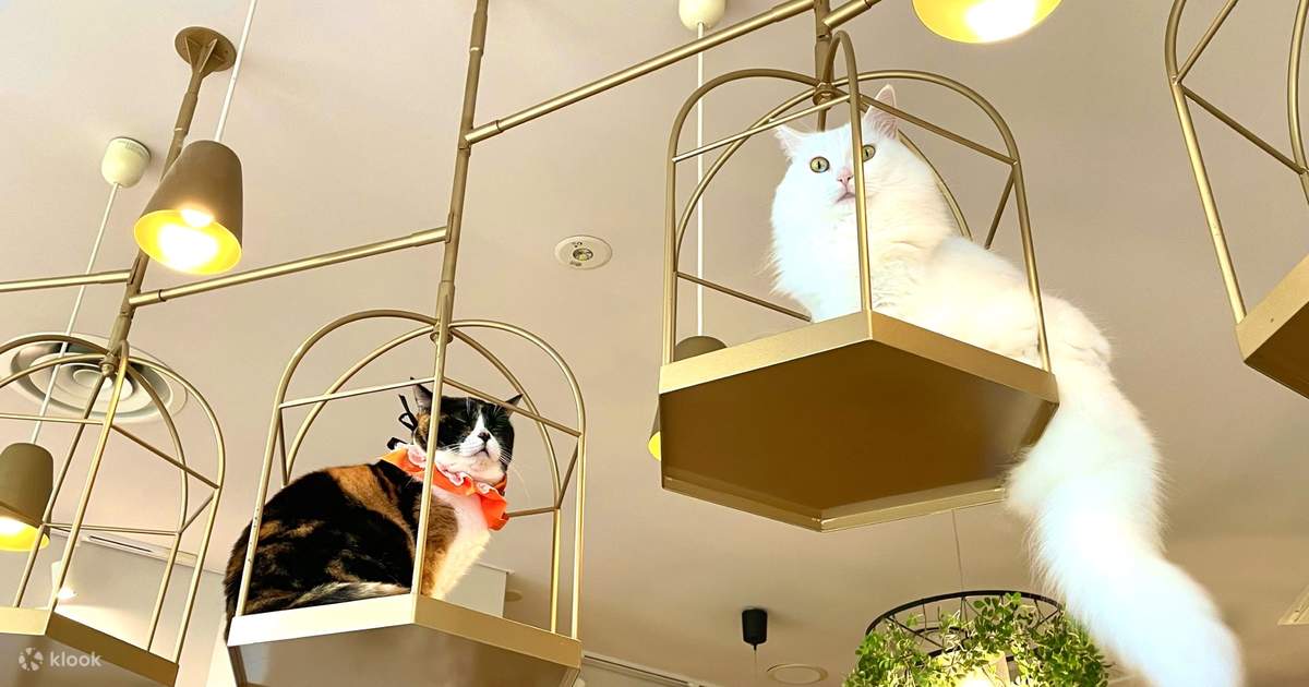 Family-Friendly Tokyo Cat Tour: Cat Temple, Cat Café & PM Zoo Option ...