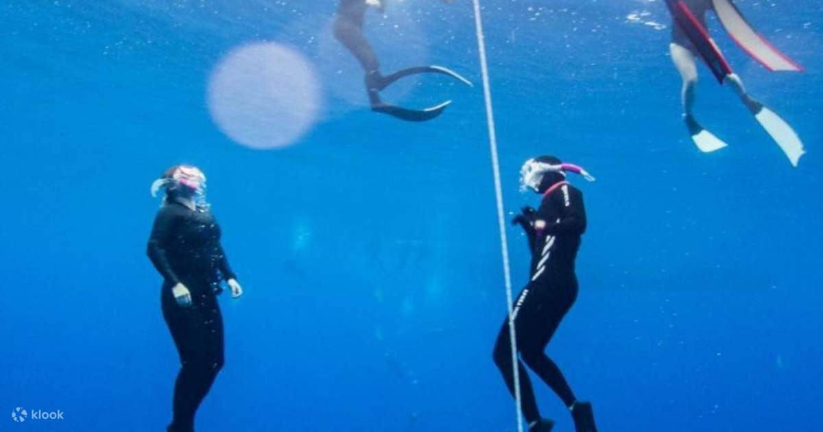 New Taipei: 52 Longdong Diving Center Free Diving PADI Certification