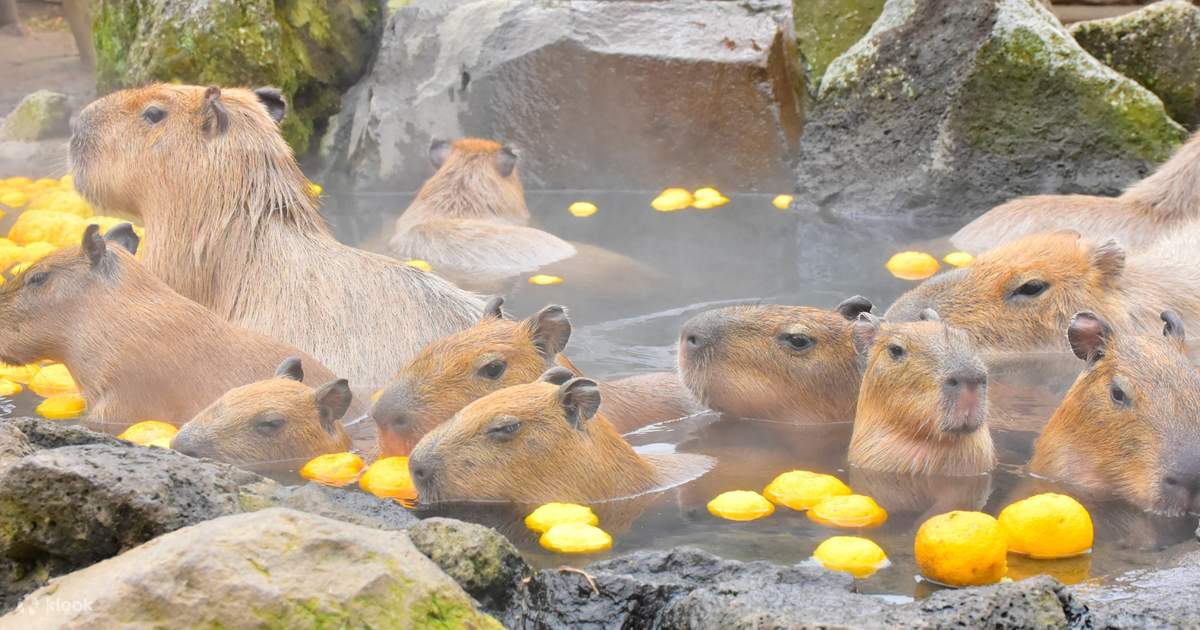 伊豆シャボテン動物公園 | Klook