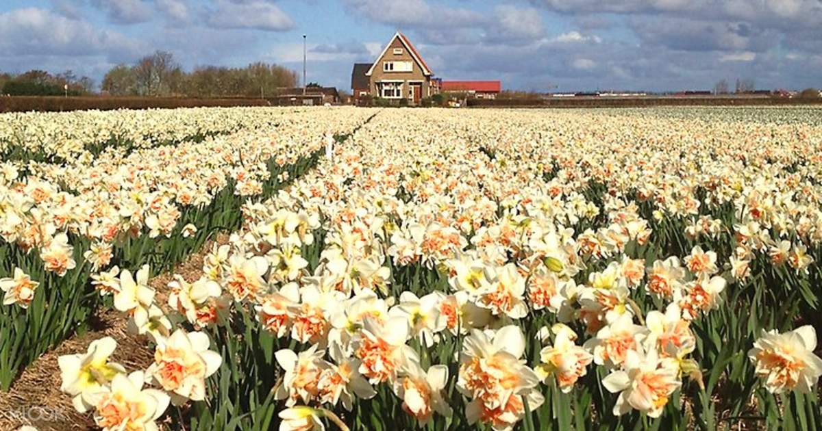 Private tulip tour amsterdam