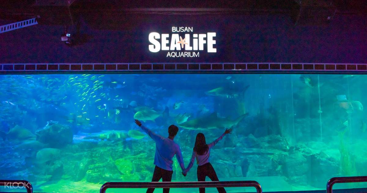Busan SEA LIFE Aquarium Admission Ticket