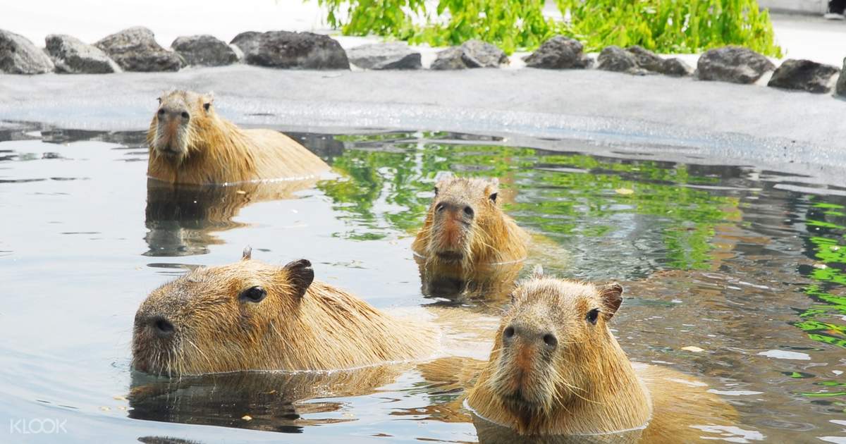 熊本 阿蘇ファームランド 入園チケット Klook クルック