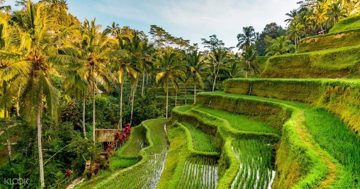 Up to 15% Off | Ubud Classic Private Tour - Klook Singapore