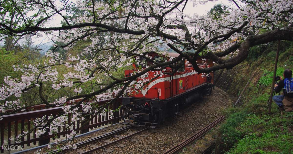 Alishan Day Trip & 2-days trip & 3-days trip - Klook Hong Kong