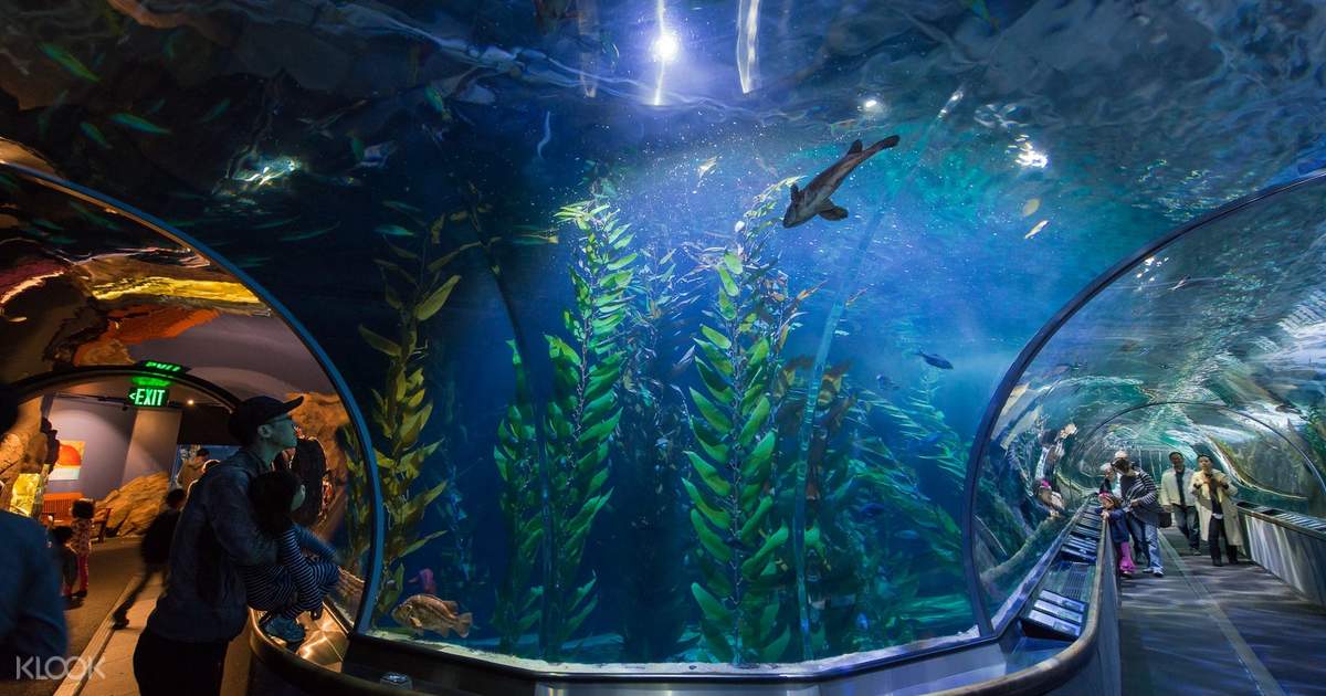 Sf Home Aquarium