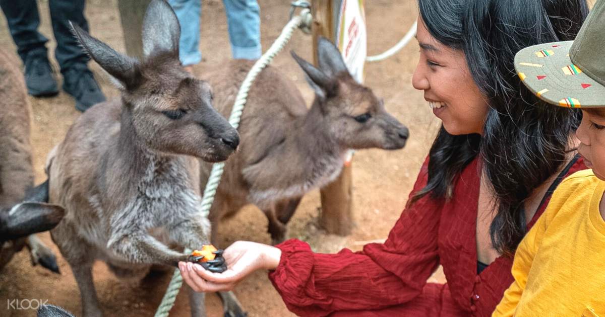 Wild Life Sydney Zoo Entry Ticket Klook Australia