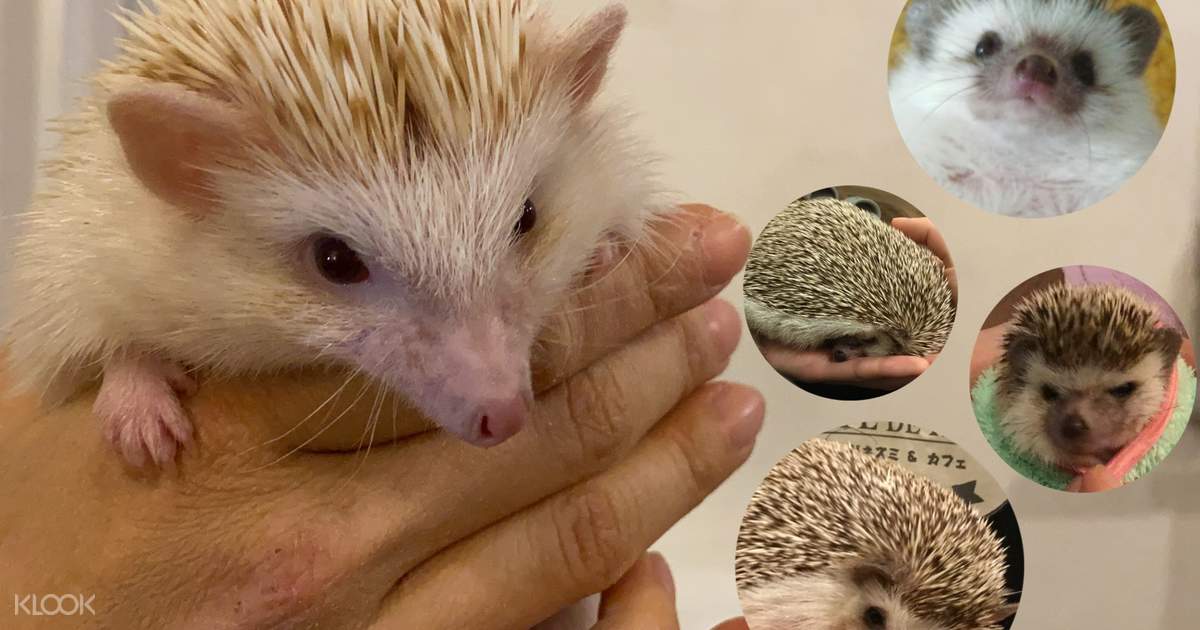 ハリネズミ触れ合いカフェ 大阪 Klook 日本 ハリネズミ触れ合いカフェ 大阪 Klook 日本
