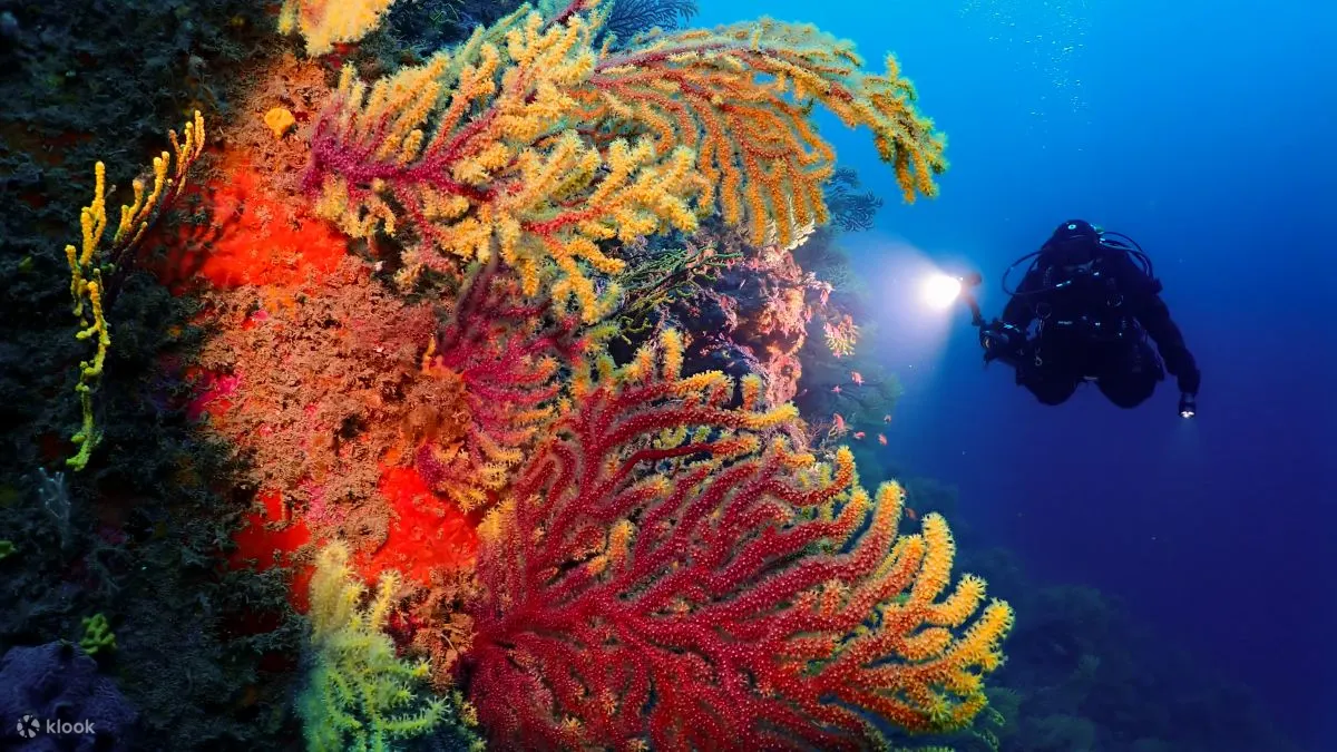 加泰隆尼亚的潜水进化：PADI 5* 中心的高级开放水域